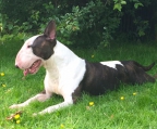 welpen Bull terrier Qualität