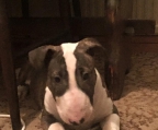 welpen kaufen  Bull terrier