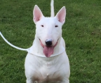 Bull terriers österreich