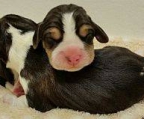 züchter in Österreich Hundezucht Beagle
