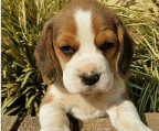 4 welpen  Beagle