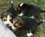 Beagles welpen kaufen