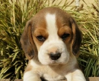 welpe beagle 2 monate