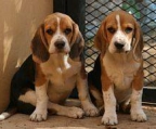 welpe Beagle verkaufen tricolor