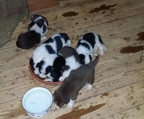 5 welpen Border collie, kaufen