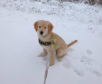 Golden retriever Züchter in österreich