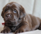 braun welpen zum kaufen Labrador retriever