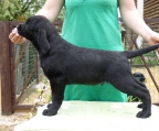 welpe Labrador retriever schwarz, österreich