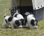 Wire Fox Terrier ist ein ausgezeichnetes Haustier