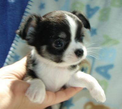Mini Chihuahua Welpen zu verkaufen, sie ist noch zu haben