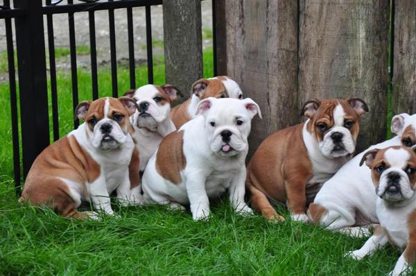 Phantastische englische Bulldogge