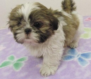 Schöne Kaiser Shih Tzu Welpen