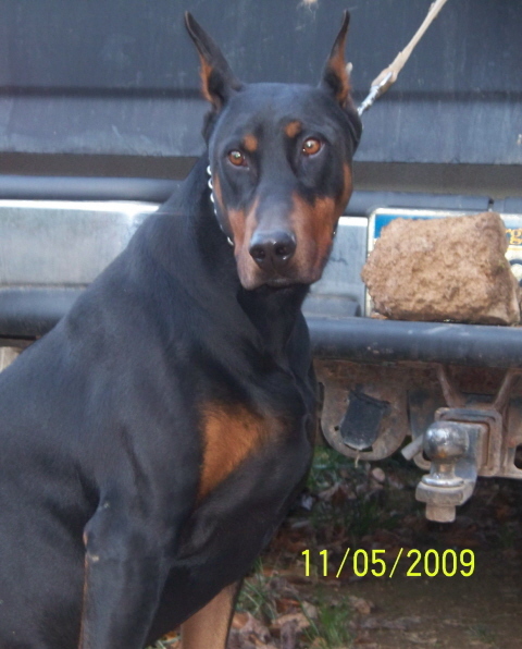 Pinscher