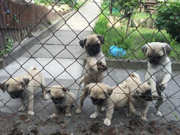 Wir haben einen wunderschönen Wurf von Mops Welpen zu verkaufen mit Papieren