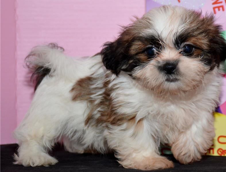 Shih-Tzu welpen