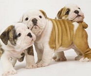 Meister English Bulldog Welpen