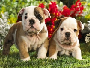 wunderbare englische Bulldoggen-Welpen