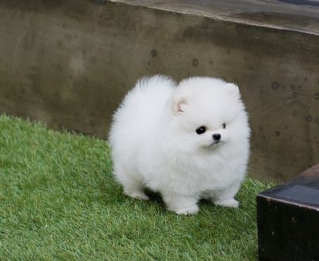 Nette Pomeranian Welpen