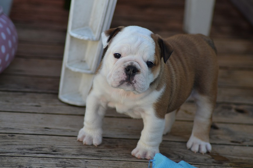 Wunderschöne Englische Bulldoggen Welpen