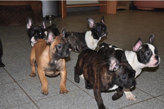 Kräftige Französische Bulldoggen  Welpen ( 160 euros  pro Welpe )