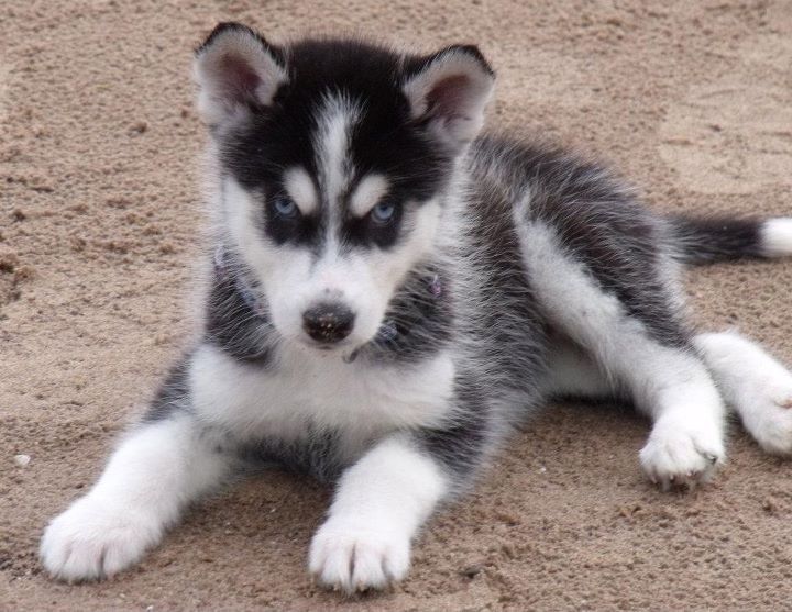 Siberian Husky Welpen bereit zum Verkauf