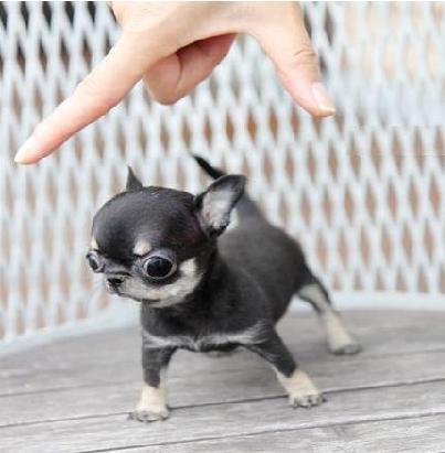 Mini Chihuahua Welpen Traumhafte