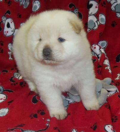 CACHORROS CHOW CHOW PARA SU APROBACION Raza: Chow Chow