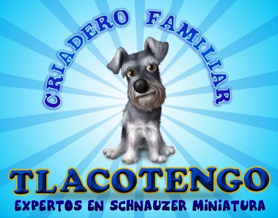 schnauzer miniatura de criadero tlacotengo