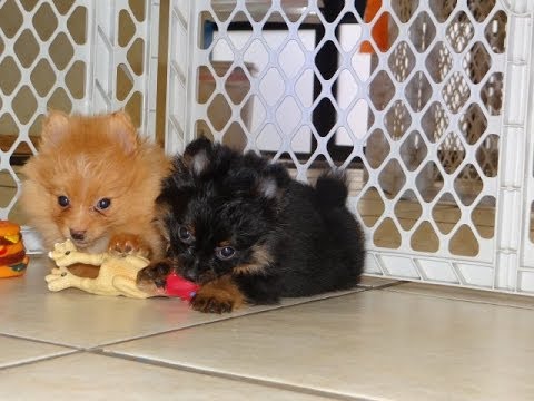   Süße Zwergspitz Pomeranian Welpen zu verkaufen.