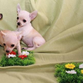   Mini Chihuahua Weibchen und Rüde Welpen weiß-creme