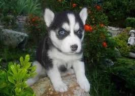 Gebläute Eyed Husky Siberiano kaufen