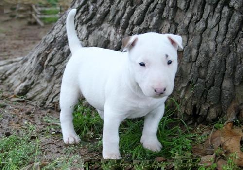 Männliche und weibliche Bull Terrier Welpen