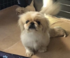 5 pekinese welpen, Österreichischer Züchter