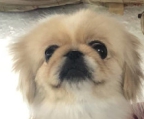 Pekinese Welpe verkauft